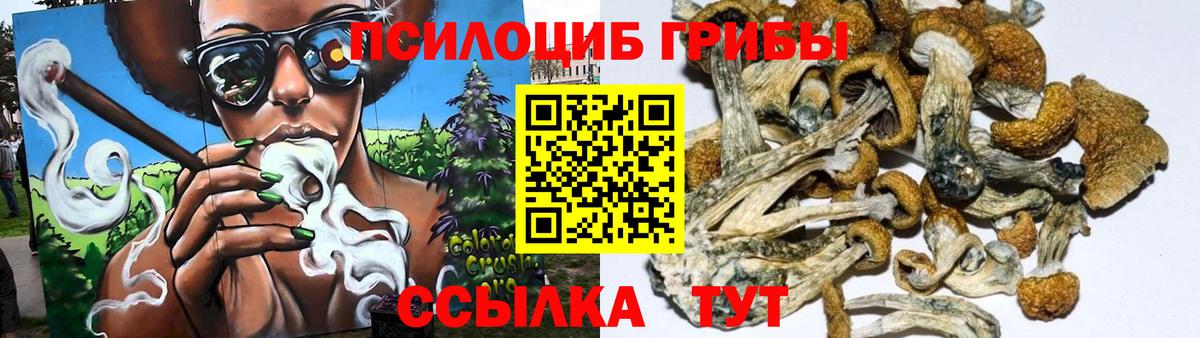 Галлюциногенные грибы GOLDEN TEACHER  Вход с VPN  Мценск 